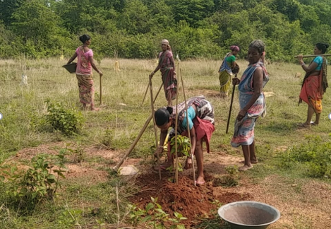 From Barren Lands to Blooming Orchads: Transforming Lives in Keonjhar’s Saharpada block