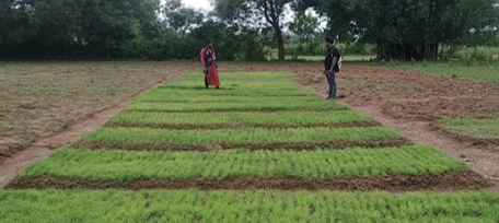 Transforming Agriculture with Millet Cultivation